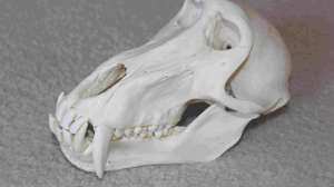 A beetle cleaned baboon skull