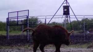 HOGS Nueces County Texas loaning traps