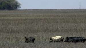 Feral Hogs Photo by Georgia DNR