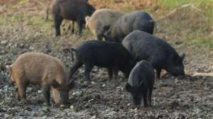 Feral Pigs Mississippi DWFP