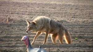 Coyote attacks Turkey on Vimeo