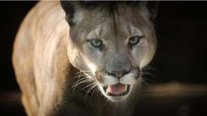 Mountain Lion Nebraska Parks and Wildlife