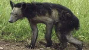 Black Bear with Mange Photo by Pennsylvania Game Commission