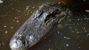 North Carolina alligator Photo by Thomas Harvey NCWRC