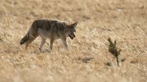 X Large 14 Z 1 116 Windigo