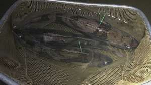 Sauger in Arkansas River research study Photo AGFC