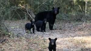 Bears in Alabama Photo by Auburn University