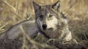 Gray Wolf Photo from US Fish and Wildlife Service