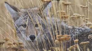 Coyote why miss predators Wayne van Zwoll