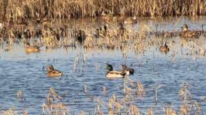 Waterfowl wetlands Photo by Ducks Unlimited
