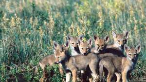 Coyote pack of young Photo by Mark Kayser