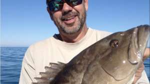 Gag Grouper in Florida Photo by FWC