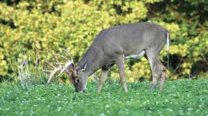 Food Plot all seasons