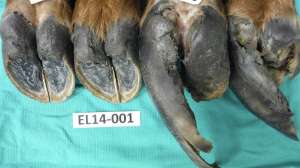Elk Hoof Disease TAHD Photo Washington DNR