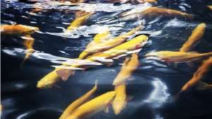 West Virginia gold trout