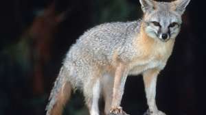 Gray Fox California Department of Water Resources