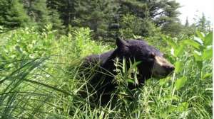 Black bear Photo by Wisconsin DNR