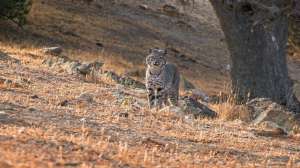 Foxpro TV California Bobcat
