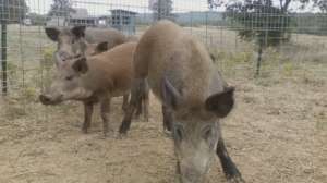 Feral Pigs Photo by Missouri Department of Conservation