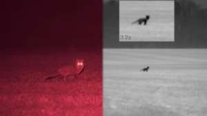 Foxpro on Maryland shore quad thermals