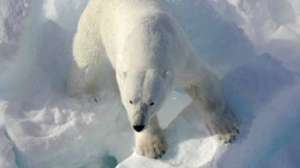Arctic Polar Bear Photo by USGS