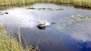 Fishing Best Topwater Bites