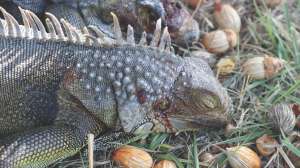 Airguns Pest Control Iguanas Jim Chapman