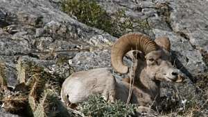 California Desert Bighorn Sheep Photo by California Department of Fish and Wildlife