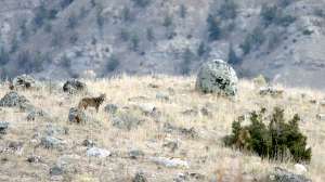 Coyote in Western open country by Mark Kayser