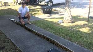 PYTHON Trapper John Hammond of Florida w record 18 5 foot python Photo by FWC