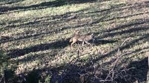 Coyote meandering in Kansas on bowhunt