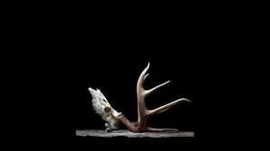 European mount 181004 084522