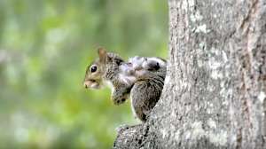 Gray Squirrel with warbles wolves botfly larvae on skin