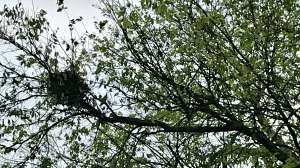 Squirrel nest one 181203 143234