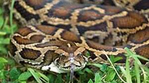 Burmese python Photo by Pat Lynch SFWMD 181203 143246