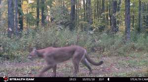 Cougar on game camera in Michigan Photo by Michigan DNR