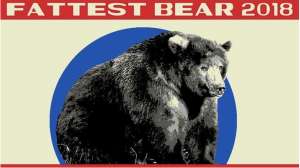 Katmai National Park Fat Bear Week