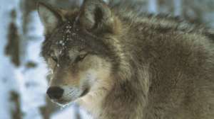 Wolf in Isle Royale National Park Image National Park Service