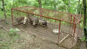 HOGS Feral pigs in trap Photo USDA