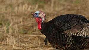 Eastern turkey Photo USFWS