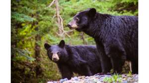 Maryland Bear Harvest Slightly Lower Than Five Year Average