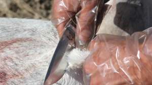 Gloves when field dressing Large e1445870414499