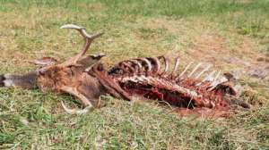 Screen Shot 2018 04 23 at 4 54 16 PM