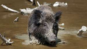 Feral Hog South Carolina DNR 181113 083605