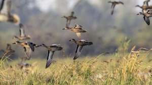 Waterfowl migrating teal and ducks Photo by Arkansas Game and Fish Commission