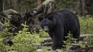Black bears Photo Great Smoky Mountains National Park