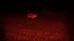 Coyote Light in field with red screen at 100 yards
