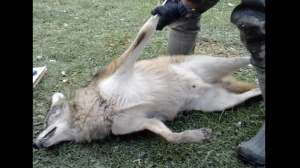 Ohio Fur Chasers air compressor coyote