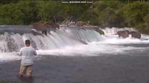 Man Brown Bears Katmai