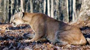 Mountain Lion Photo by Missouri Department of Conservation